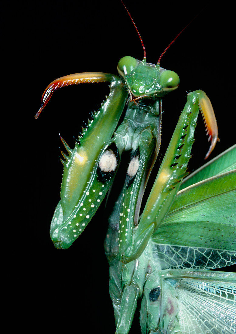 The mantis,Mantis religiosa: intimidation posture