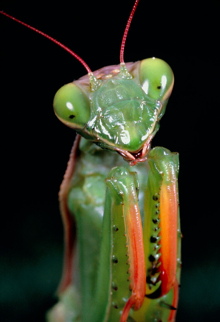 Macrophoto of praying mantis,Mantis religiosa