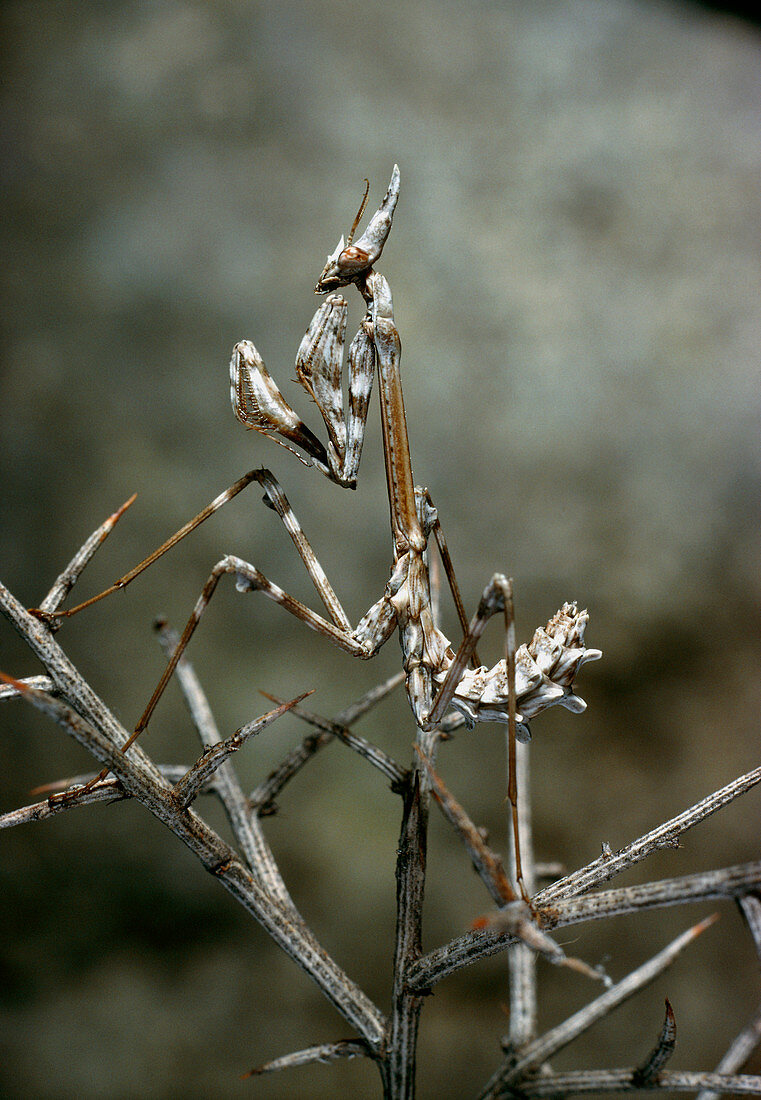 Camouflaged mantis,Empusa egena,on gorse branch