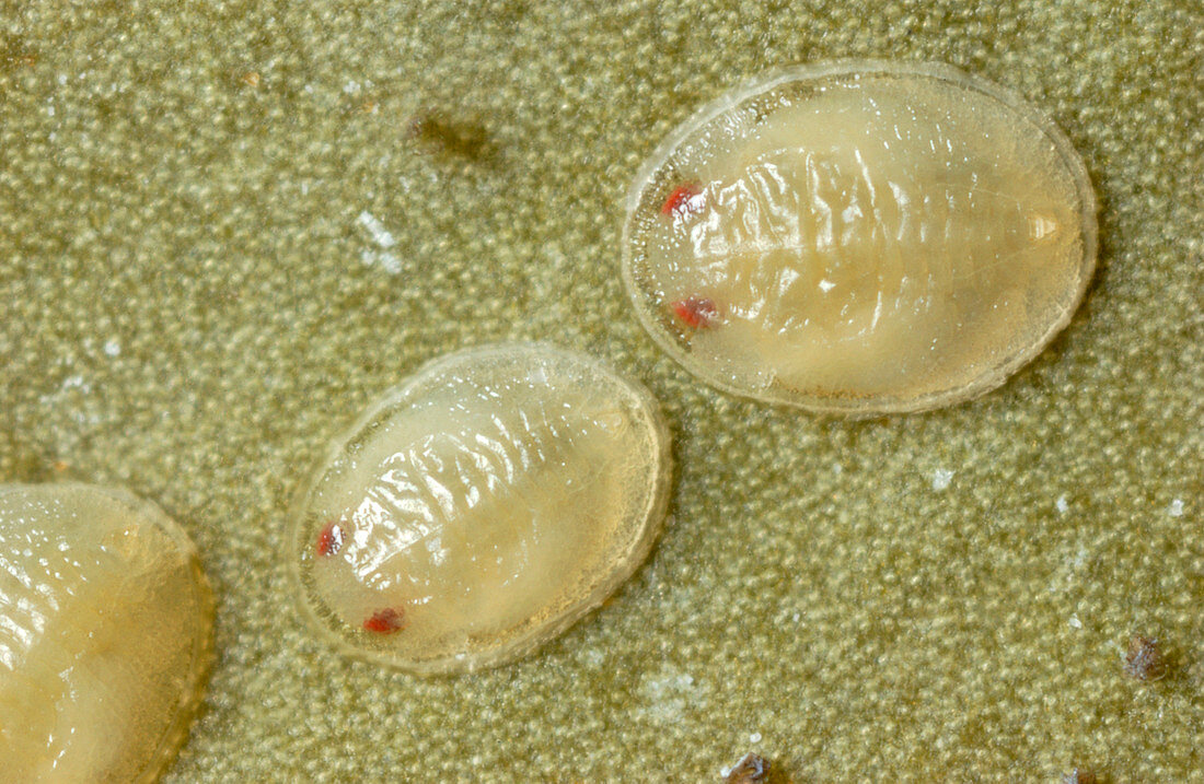 Cabbage whitefly nymphs