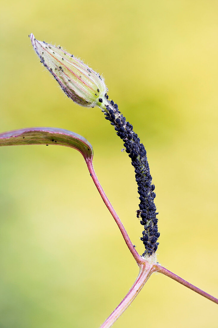 Black aphids
