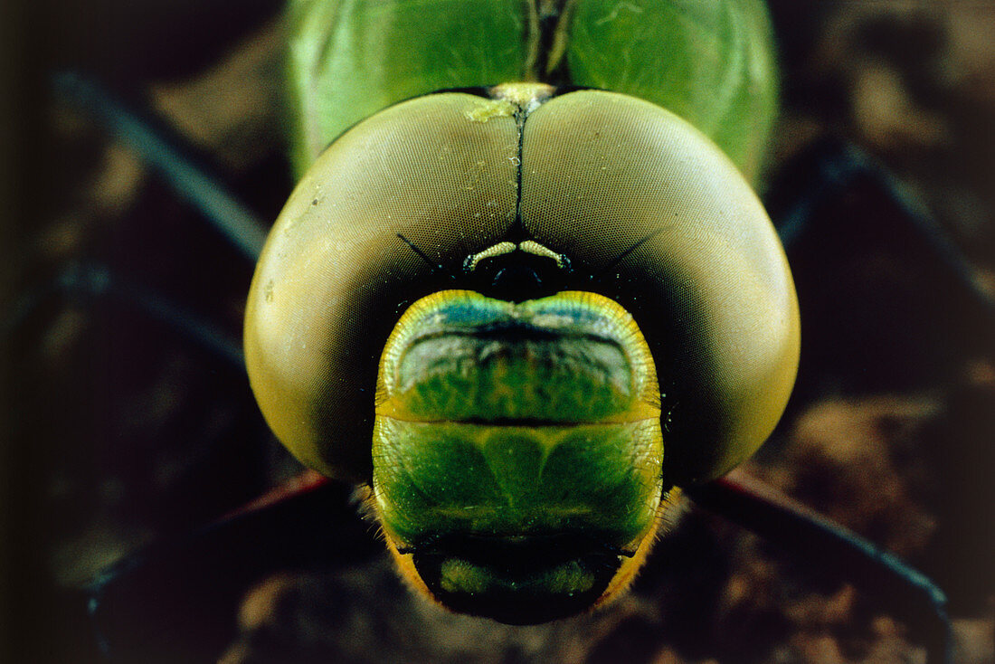 Macrophoto of head & compund eyes of dragonfly