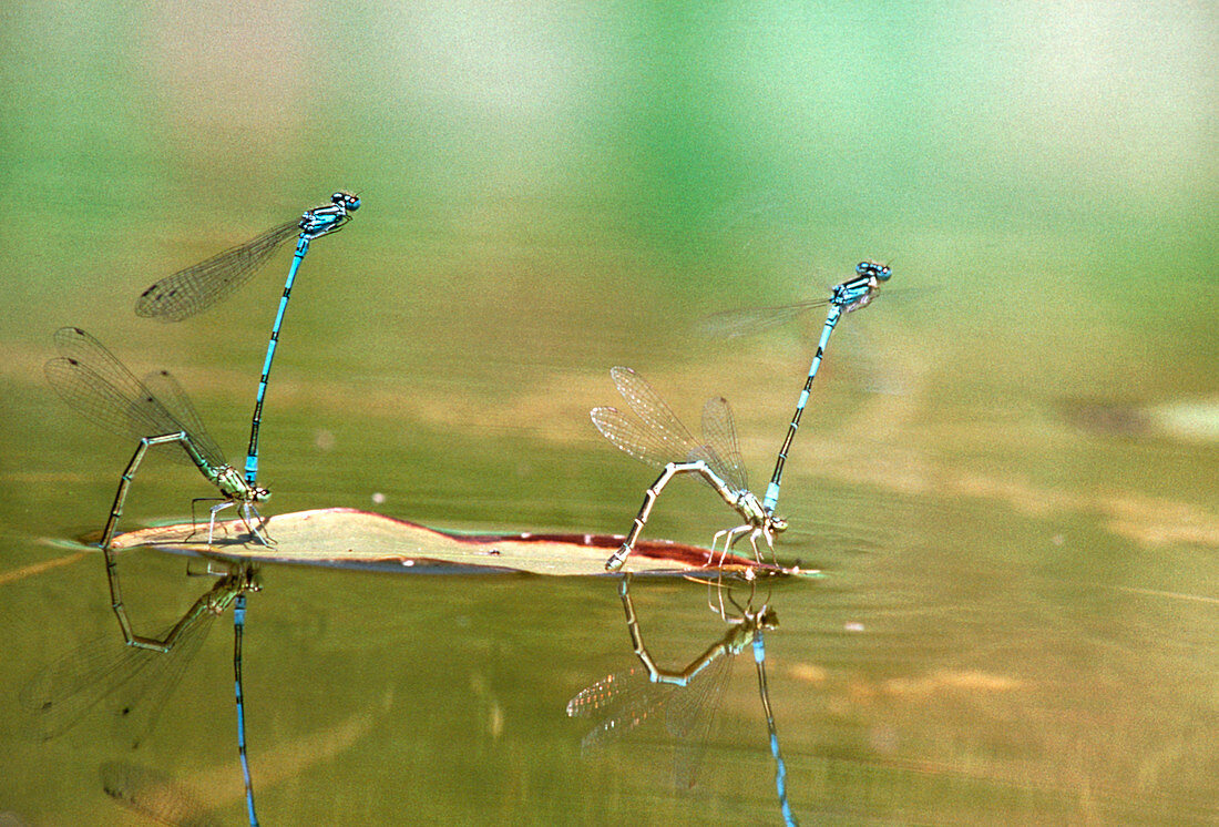 Damselflies laying eggs after mating