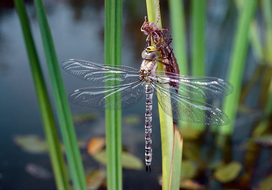 Emperor dragonfly,Anax sp.,after metamorphosis