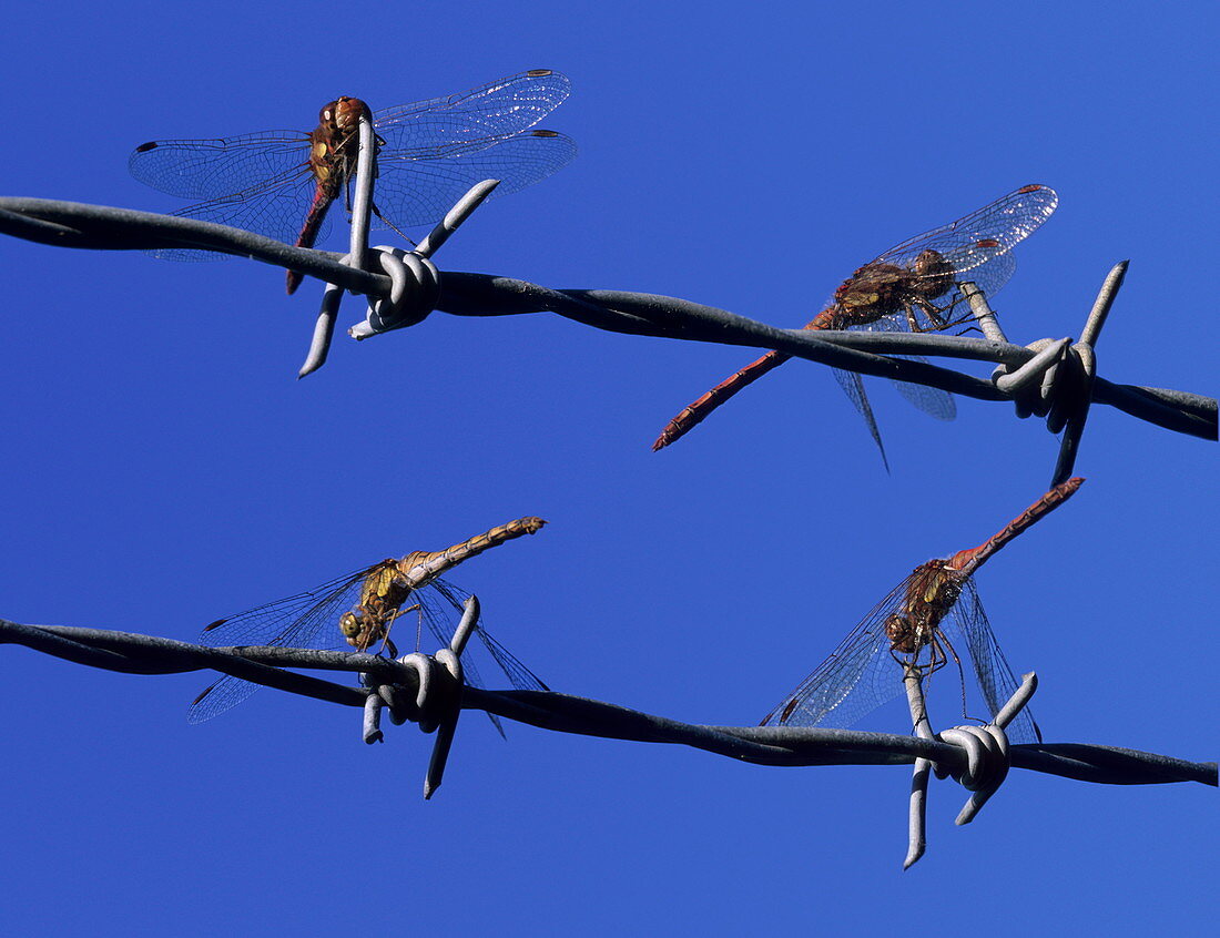 Dragonflies on barbed wire
