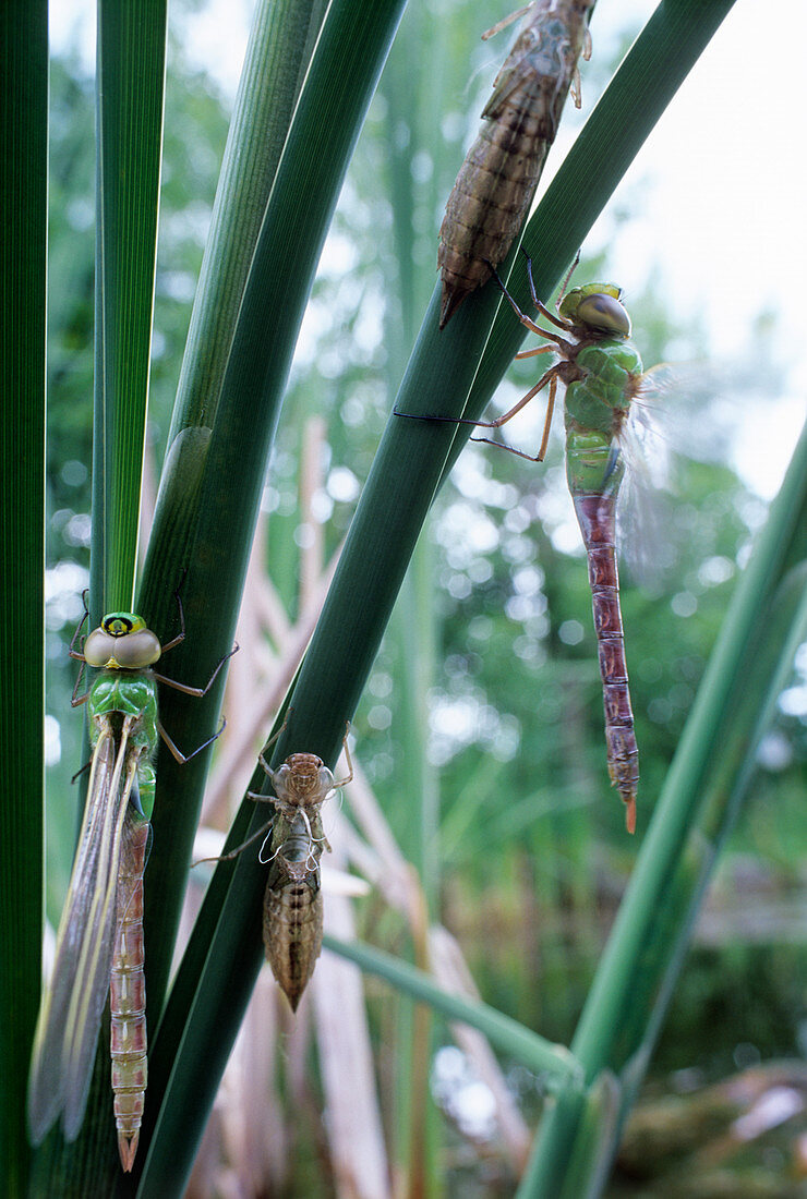 Dragonflies metamorphosis