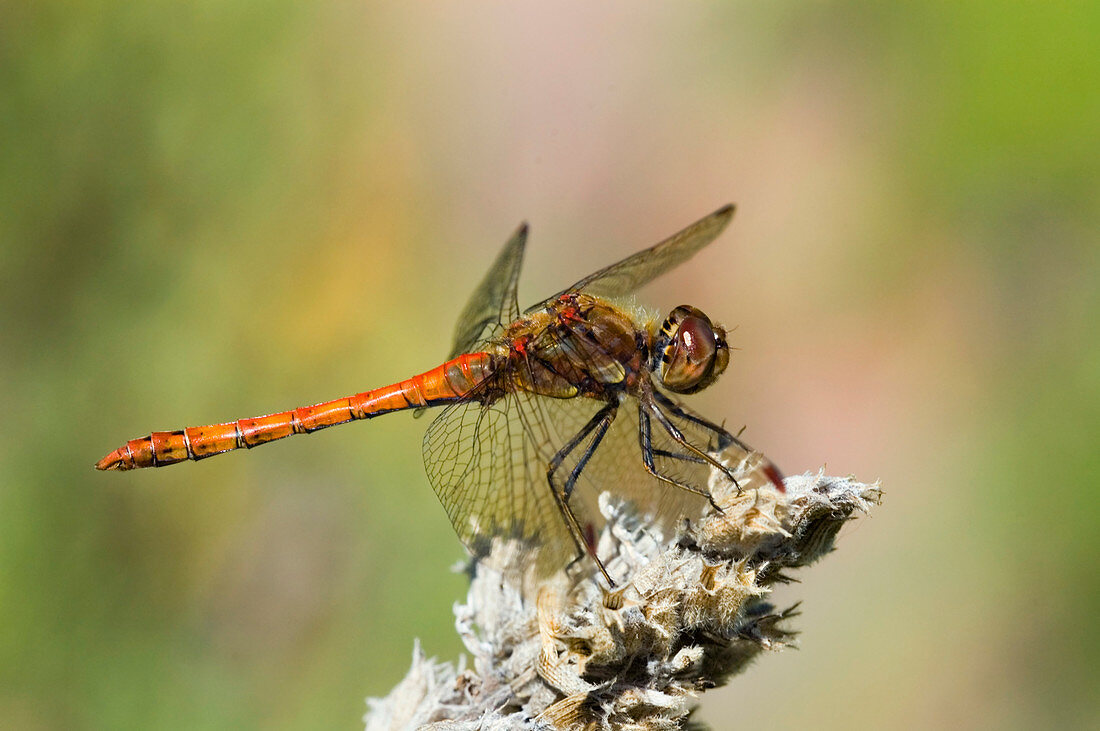 Male common darter dragonfly