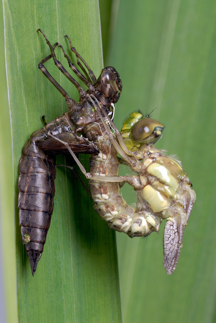 Golden ringed dragonfly metamorphosis
