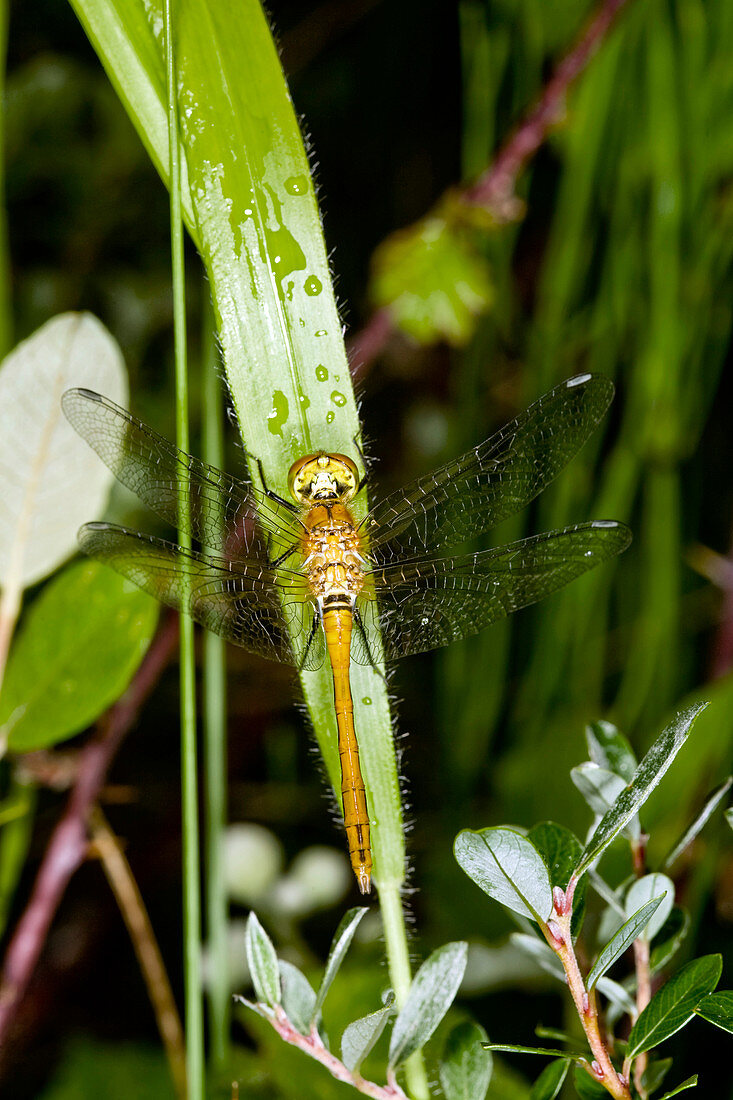 Female common darter dragonfly