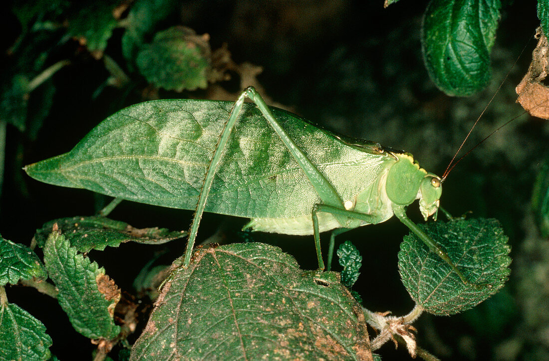 Camouflaged giant bush cricket
