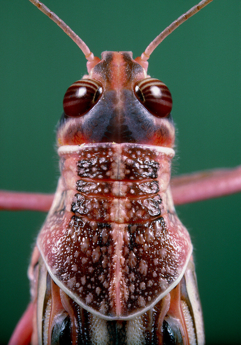 Head of desert locust