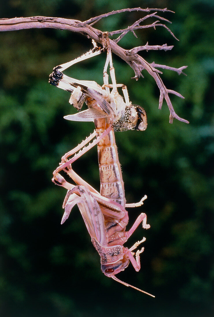 Macrophotograph of the moult of a desert locust