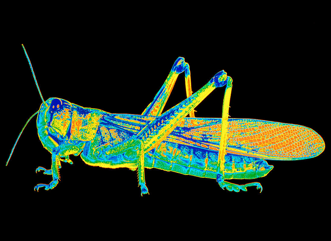 Coloured photograph of a locust