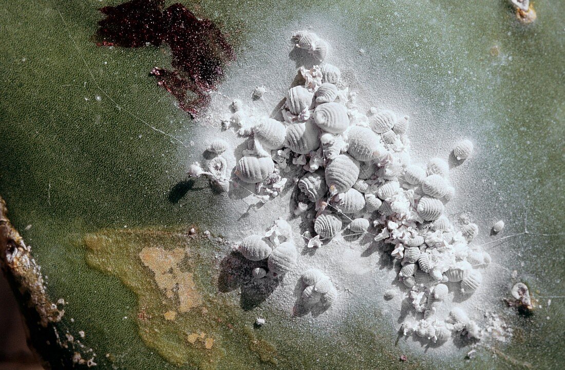 Cochineal insects parasitizing a cactus