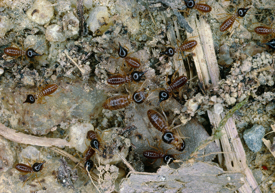 Nasute termites ,Trinidad