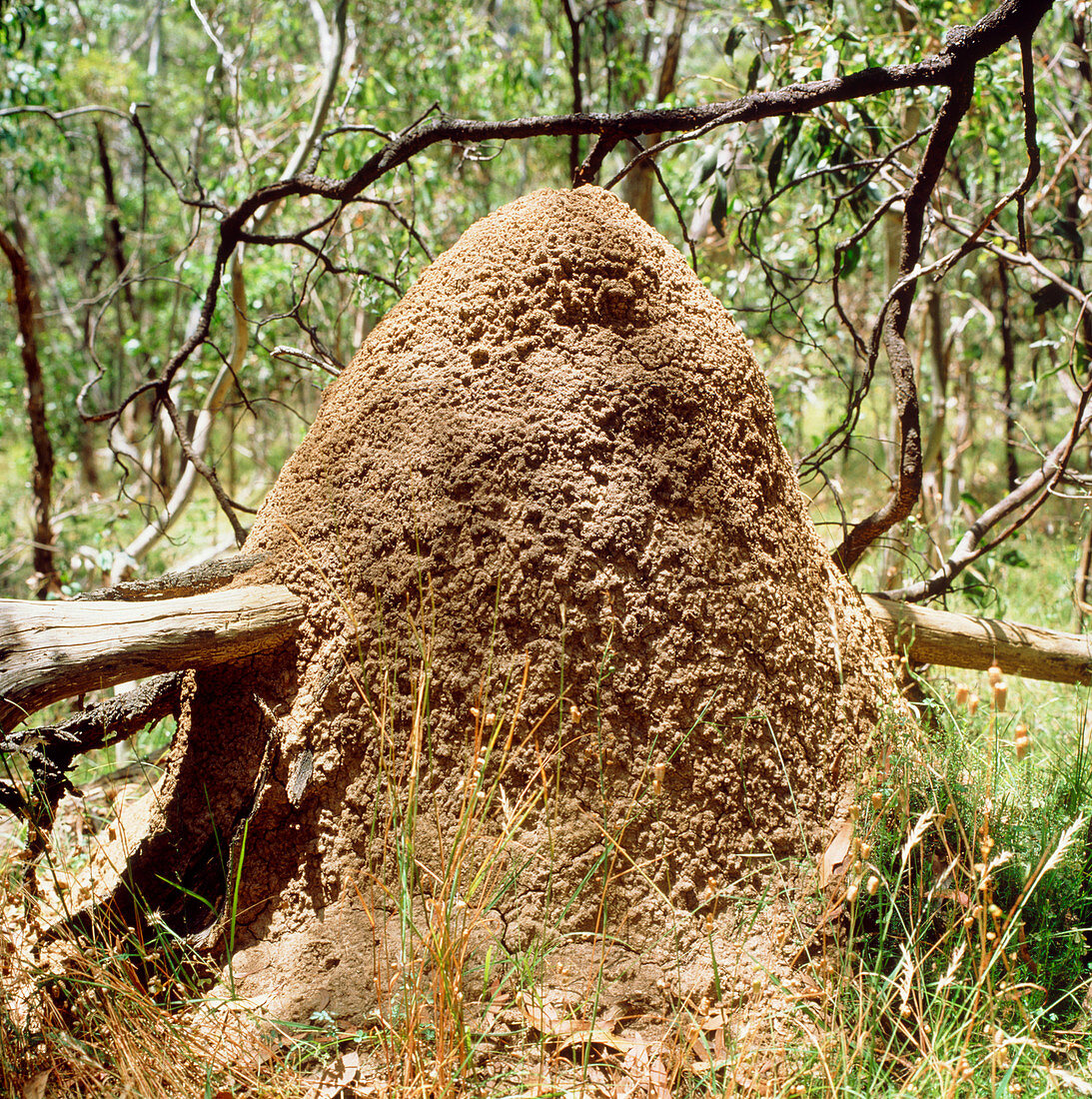 View of a termite mound