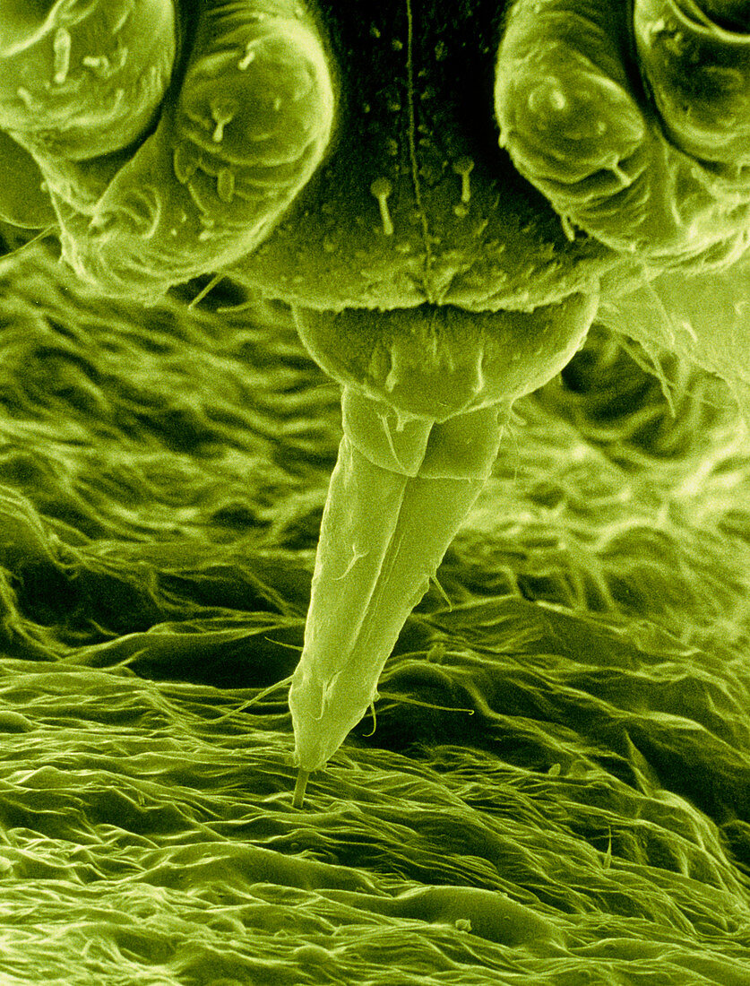 Green peach aphid,SEM