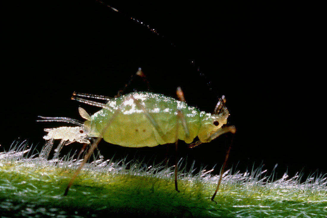 Macrophoto of a peach aphid,Myzus persicae