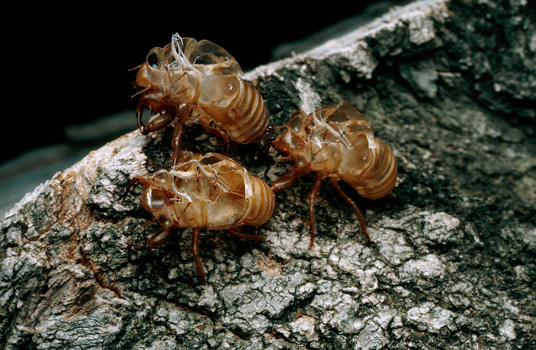 Nymphal skins of cicadas