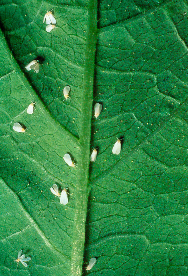 Colony of whitefly on kidney bean leaf,Ecotron