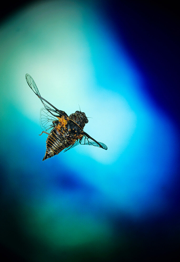 High-speed photo of a cicada in flight