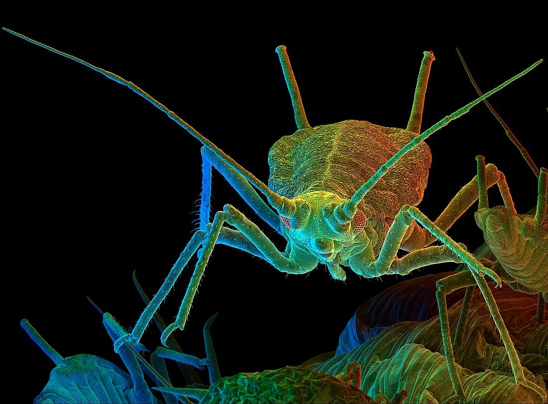 Green peach aphid,SEM