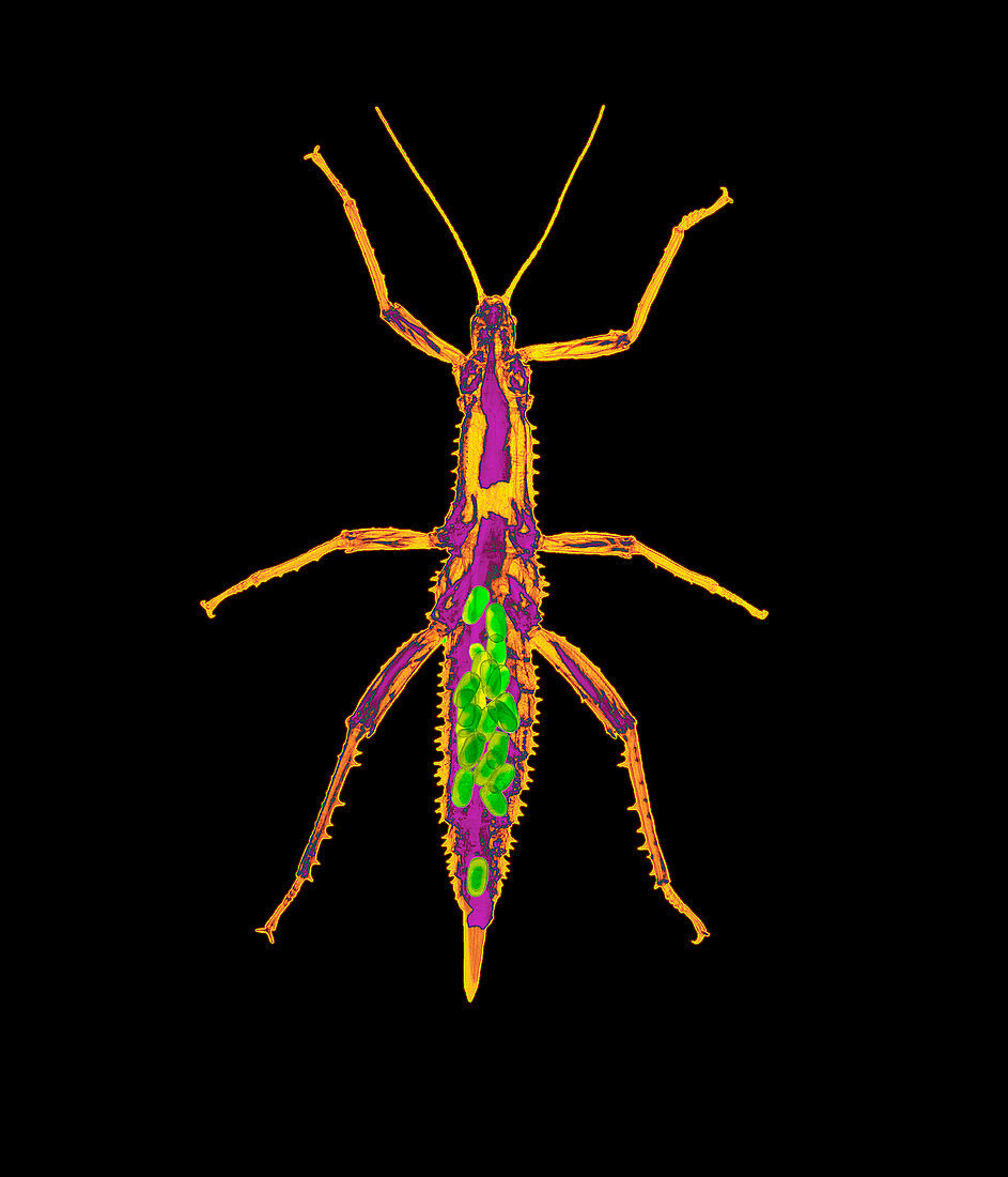 Coloured X-ray of a stick insect with eggs