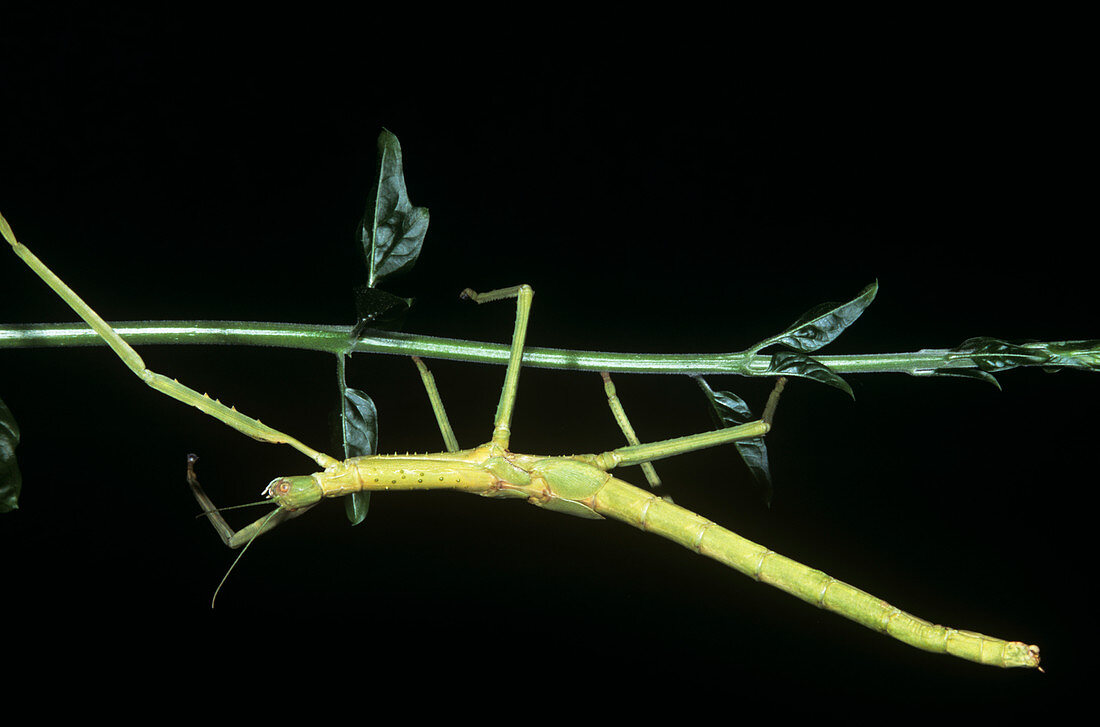 Queensland titan stick insect