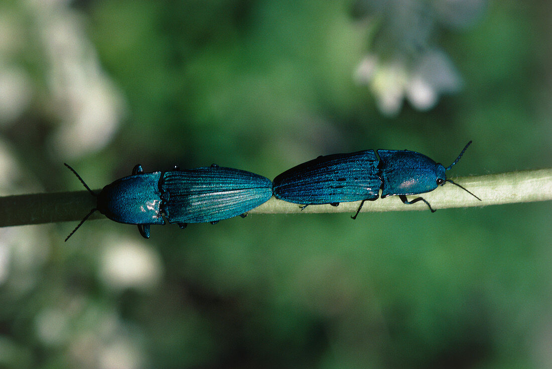 Pair of mating click beetles