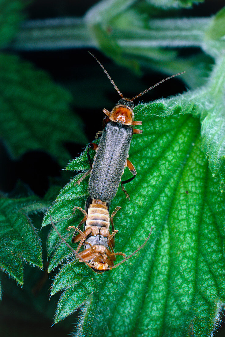 Mating soldier beetles