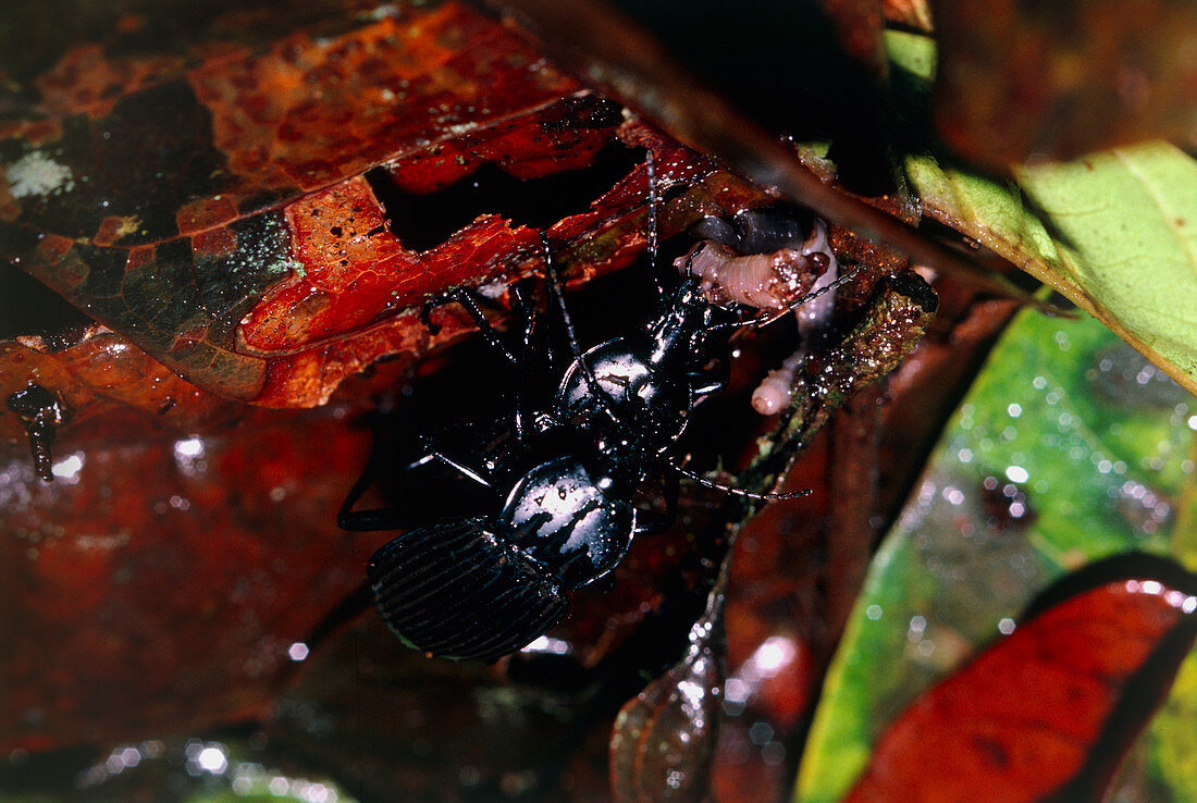 Mating ground beetles