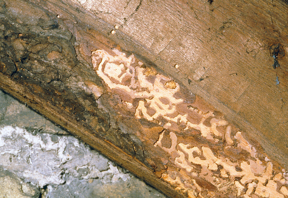 Macrophoto of woodworm tunnels in timber