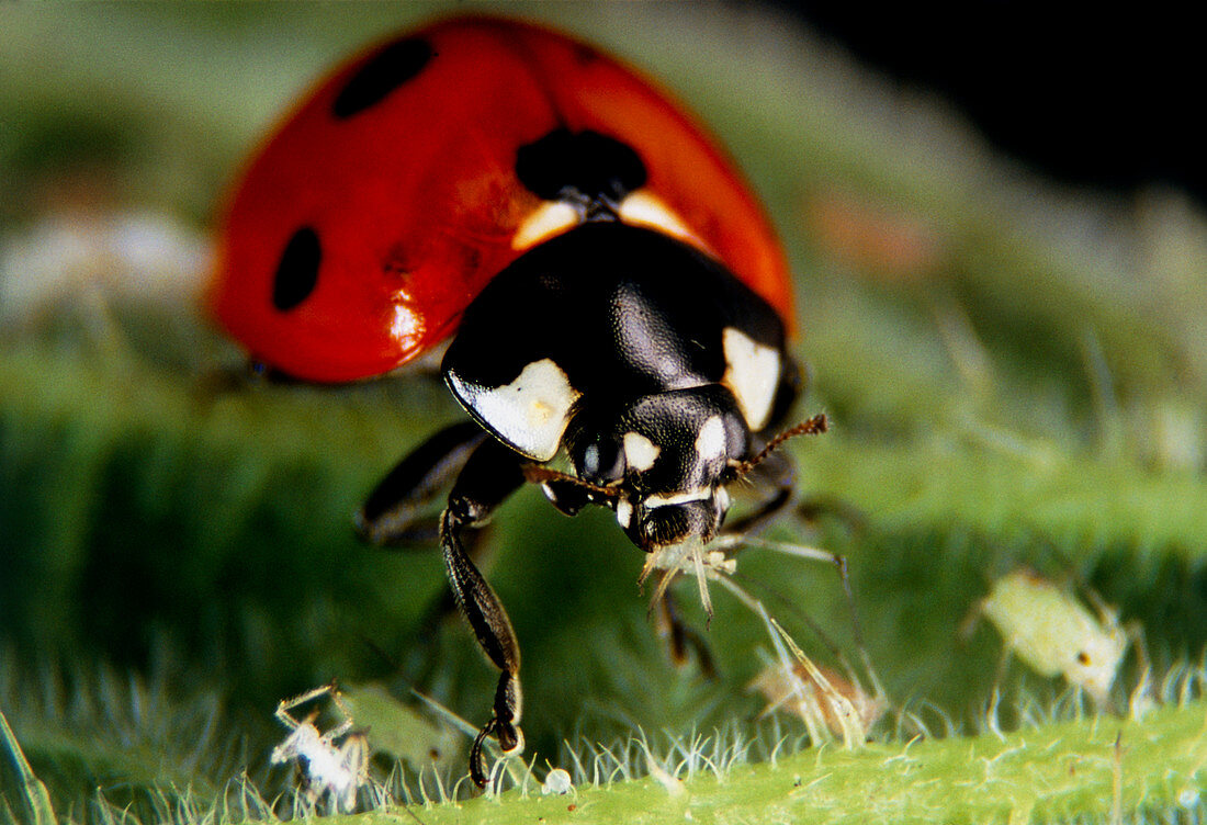 Ladybird eating an aphid on a stinging nettle
