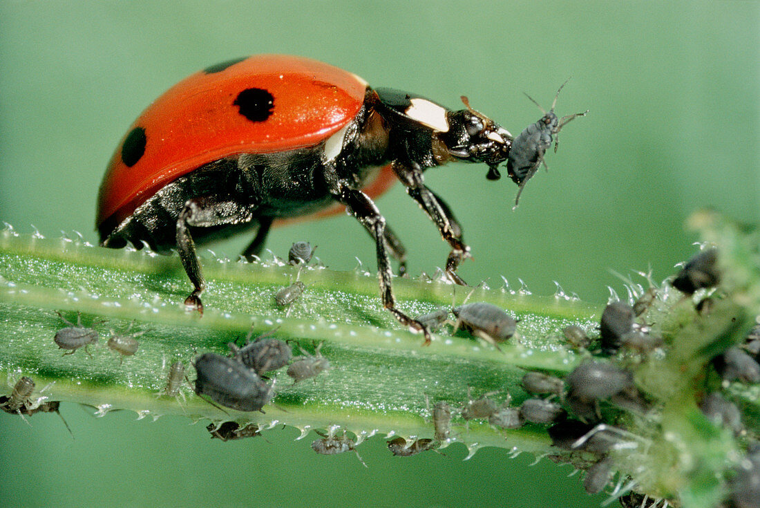 A ladybird feeding on aphids