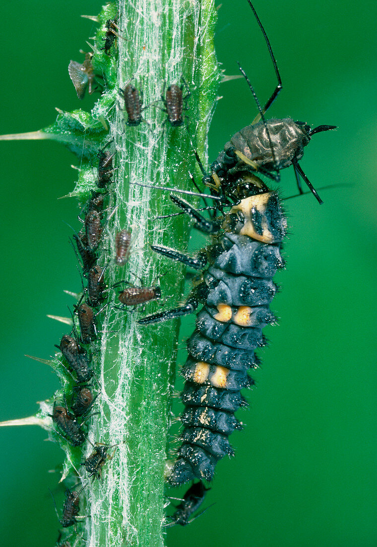 Larva of the ladybird beetle eating aphids