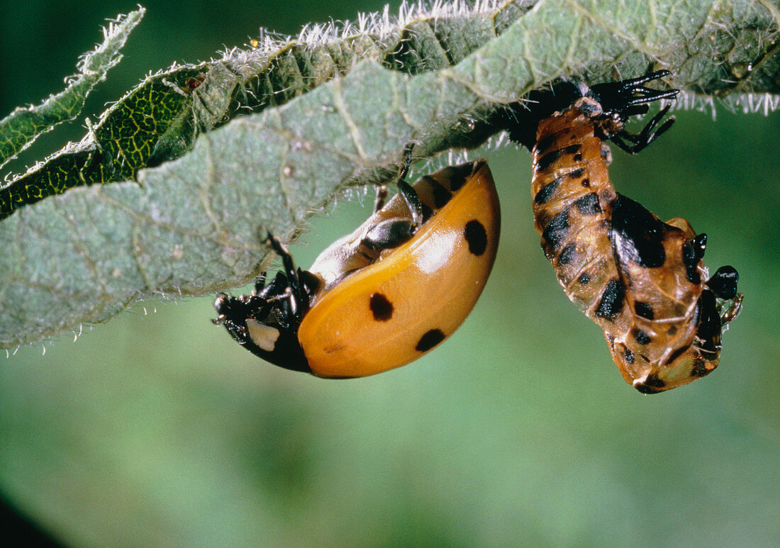 Newly-hatched ladybird near empty pupa-case