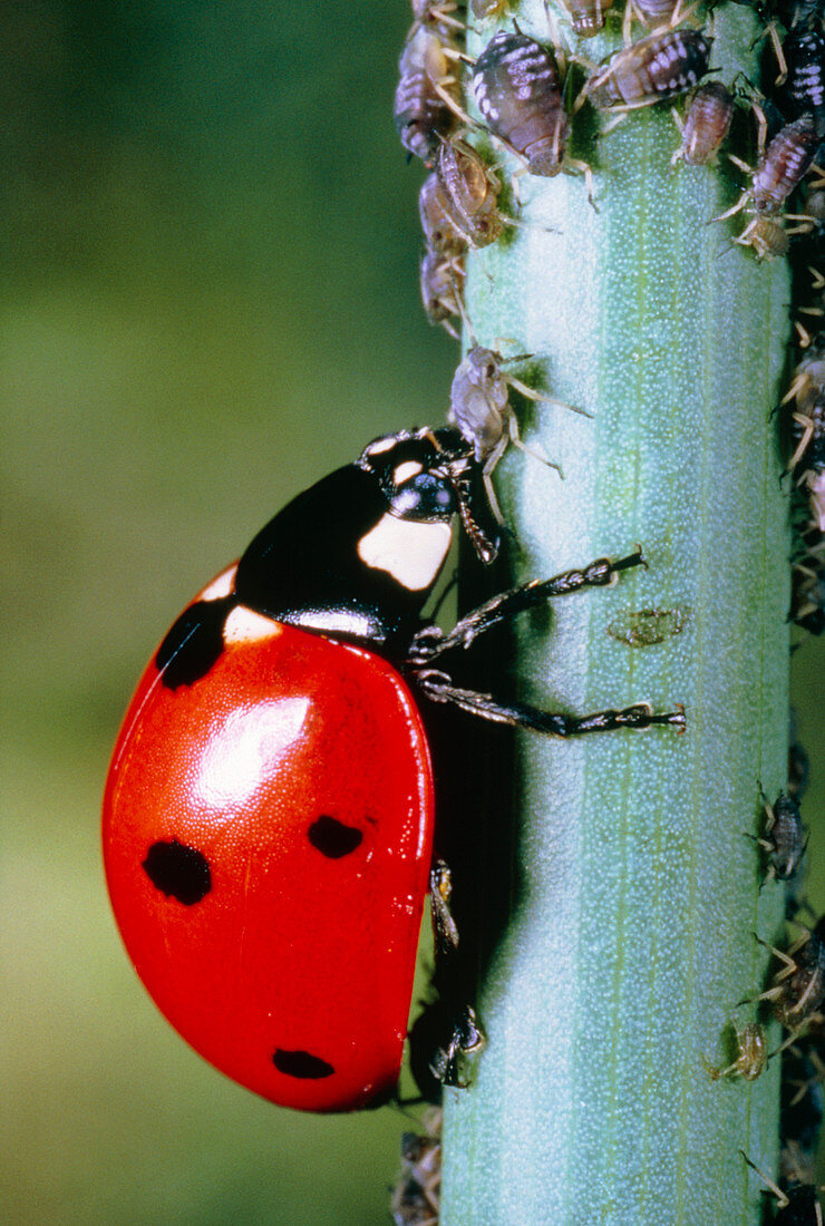 Macrophoto of a ladybird beetle feeding on aphids