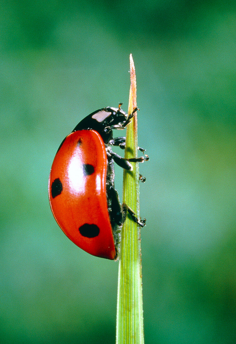 Ladybird beetle on blade of grass before take-off