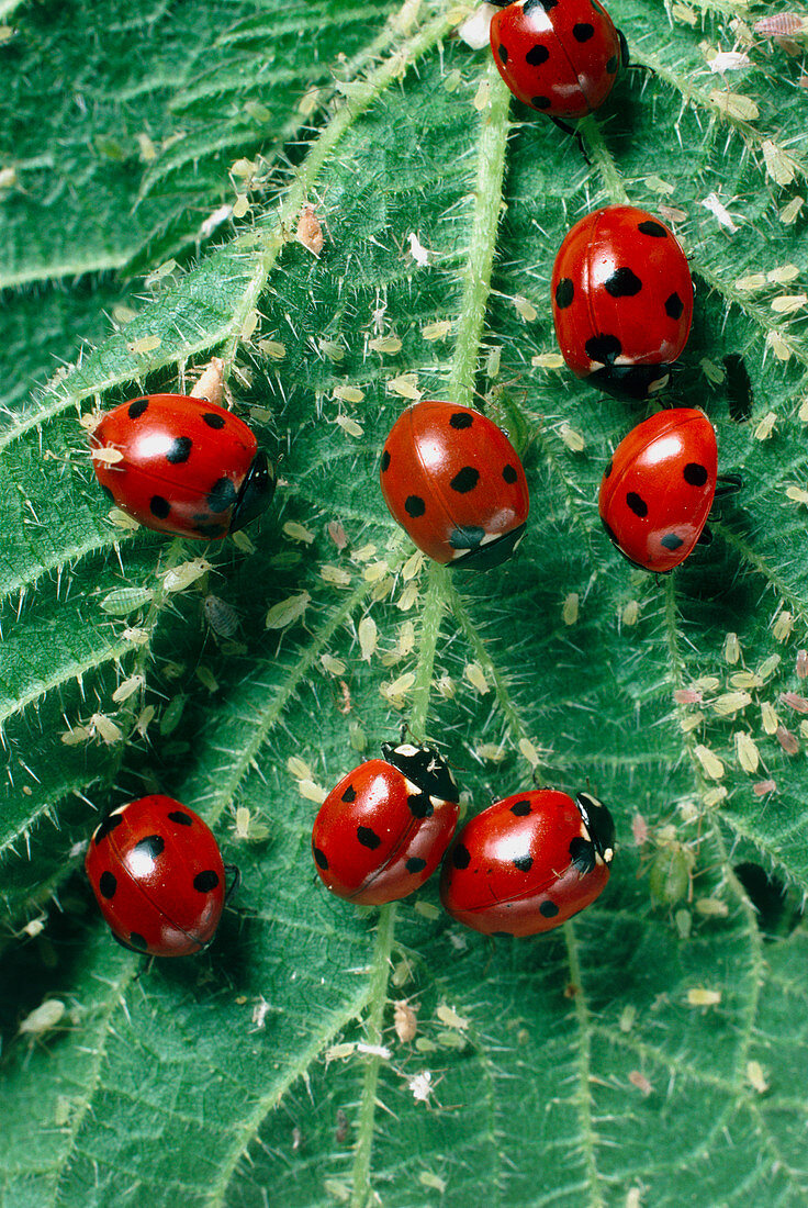 Ladybird beetles eating aphids on a nettle leaf