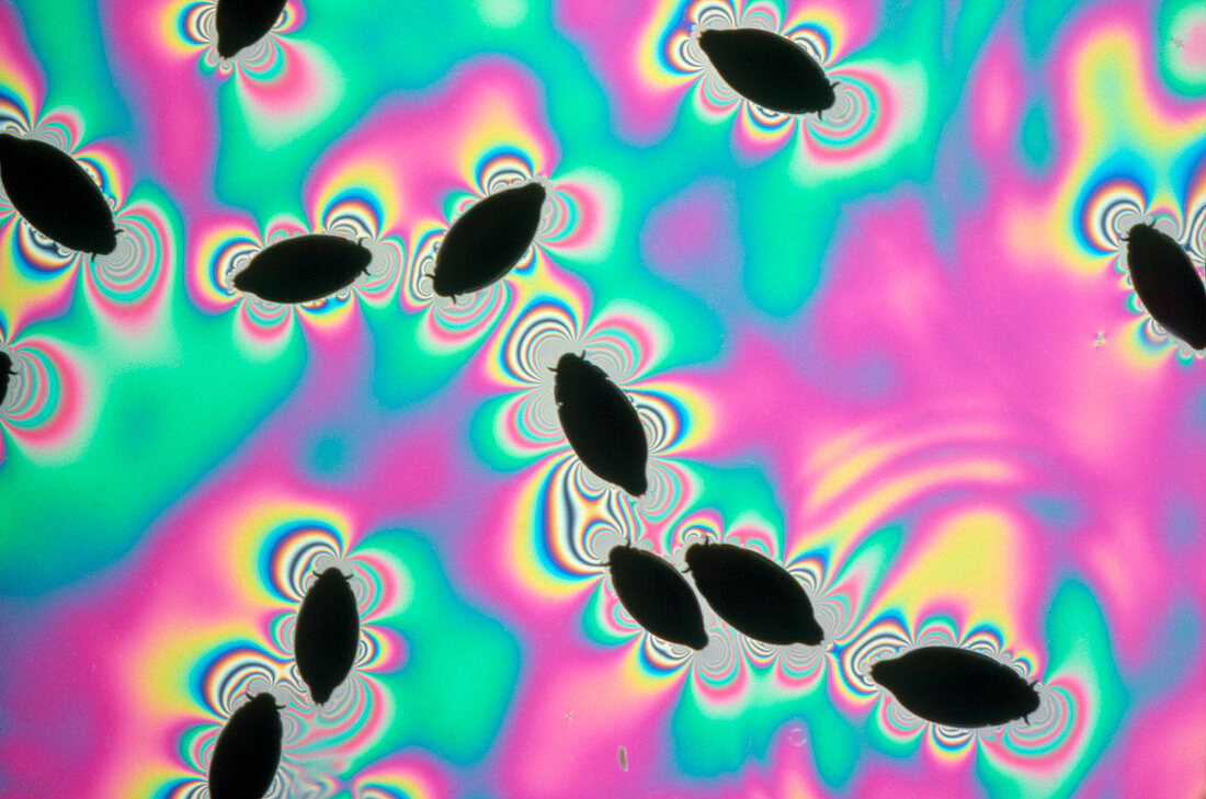 Swarm of whirligig beetles,Gyrinus,on water