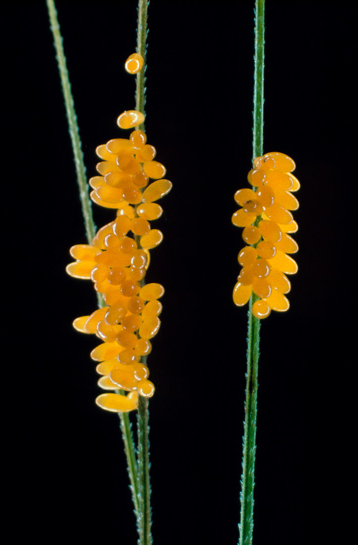 7-spot ladybird eggs (coccinella septempunctata)