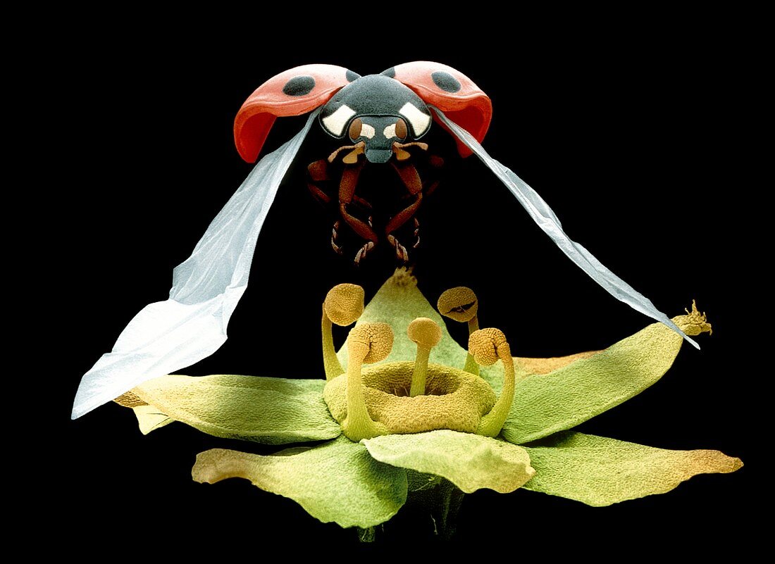 SEM of ladybird over a flower