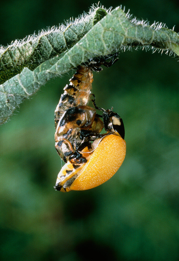 Macrophoto of a ladybird beetle metamorphosising