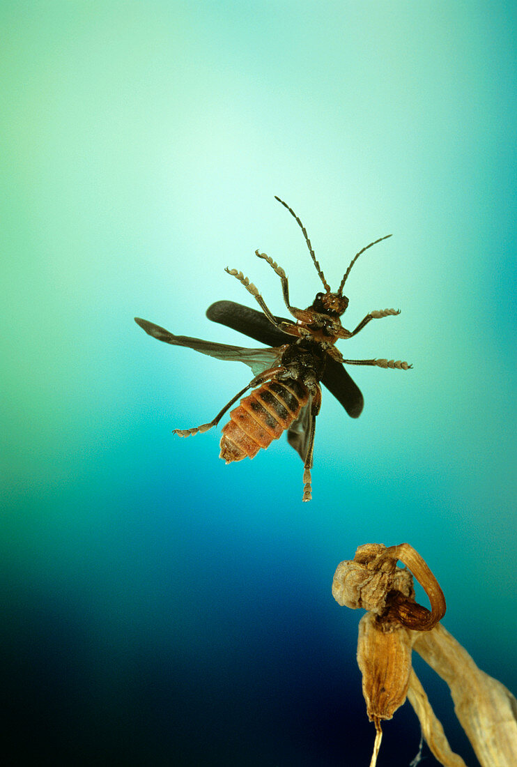 High-speed photo of a soldier beetle in flight