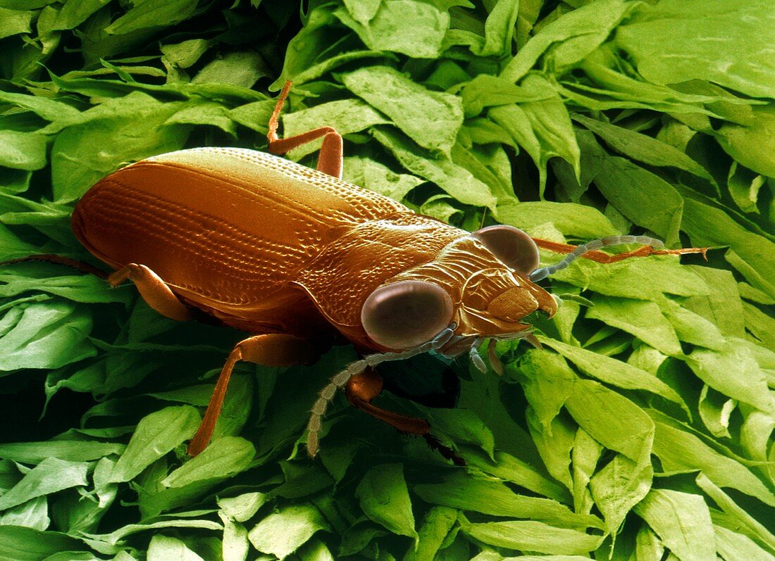 Garden ground beetle,SEM