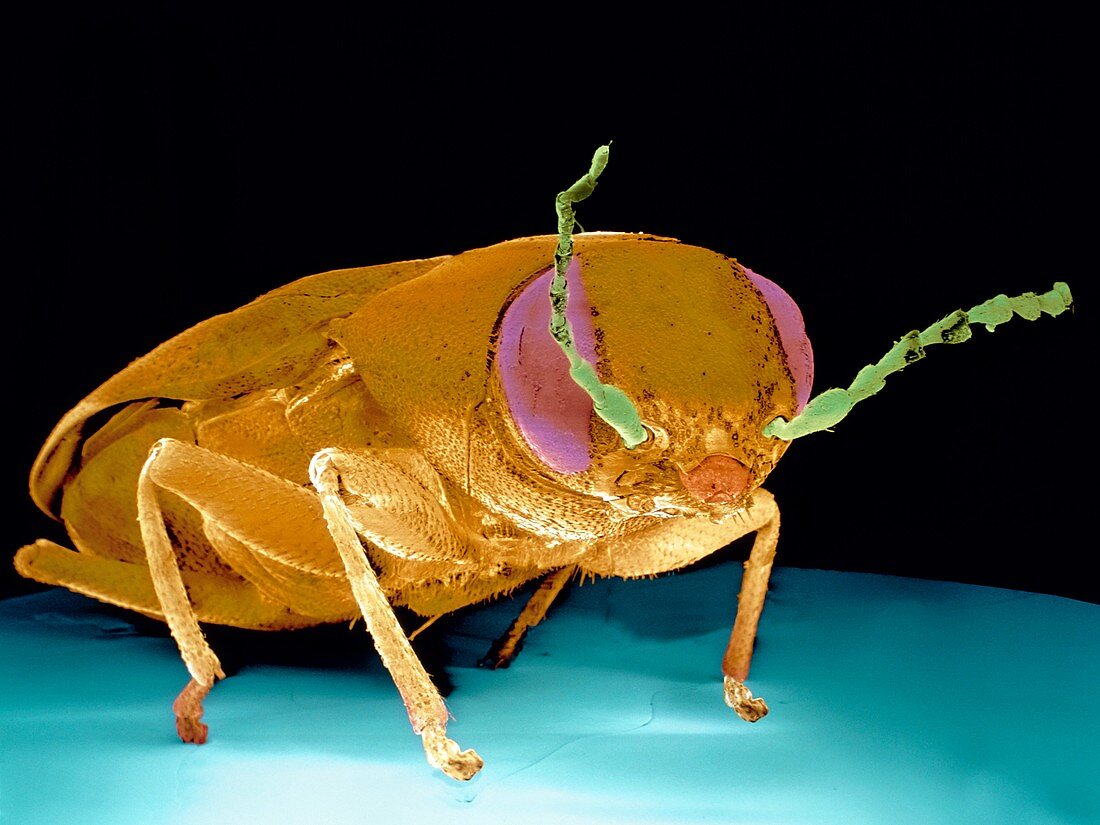 Fire-detecting beetle