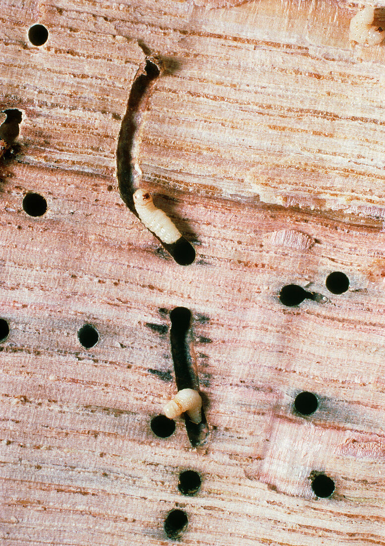 Wood beetle larvae