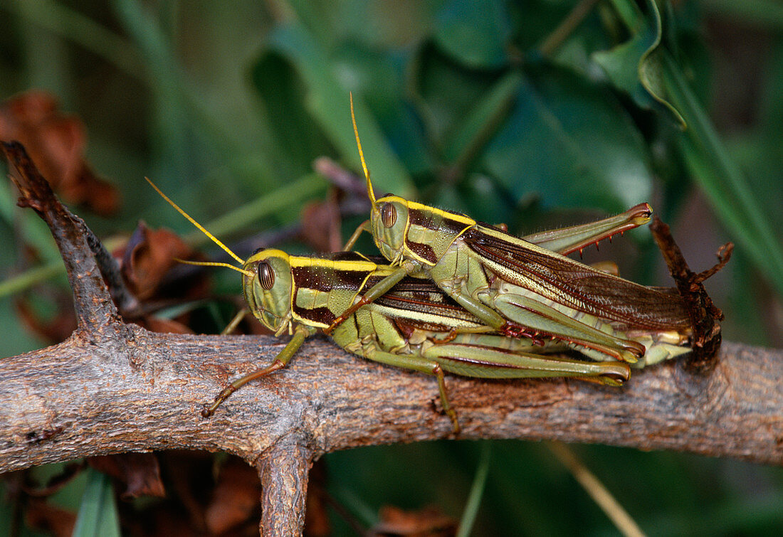 Locusts mating