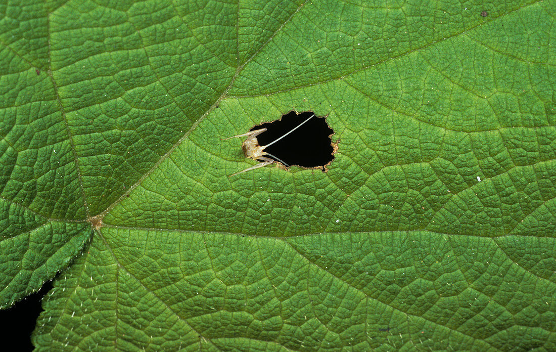 Tree cricket in leaf hole