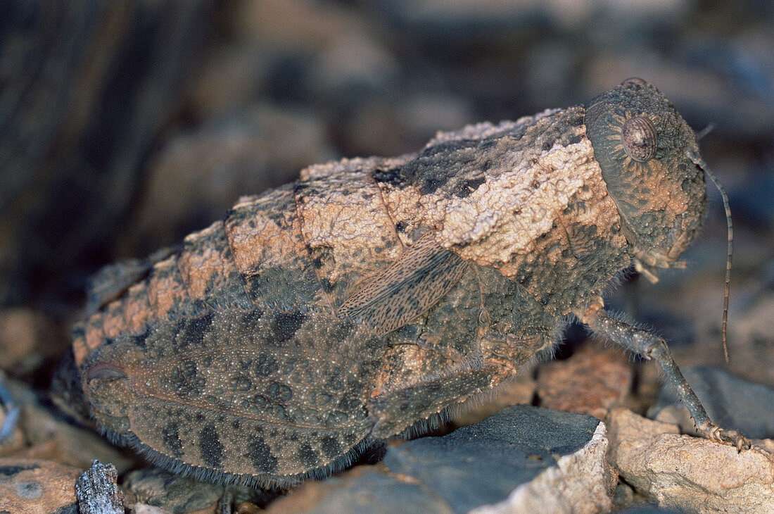 Stone mimic grasshopper
